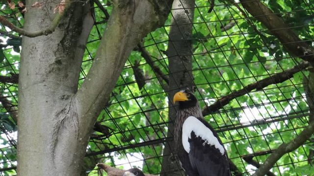 Košická ZOO dosiahla prelom v chove vzácnych vtákov: ako prvá na Slovensku úspešne odchovala dve mláďatá orliaka bielokrídleho.