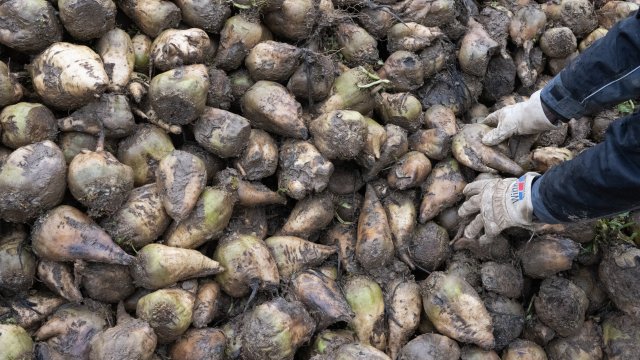 Cukrovarnícka kampaň na Slovensku odštartovala 10. septembra v čase, keď sa svetové ceny cukru postupne dvíhajú pre výpadky produkcie v Indii a Brazílii.