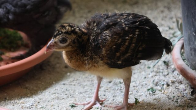 ZOO Košice má prvý slovenský odchov hoka prilbatého